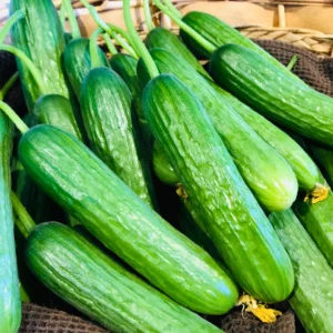 Concombres libanais bio de la ferme Aux jardins de la Bergère