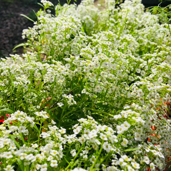 Alyssum  - New carpet of snow