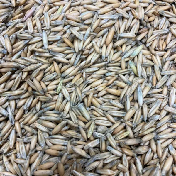 Engrais verts bio - Avoine