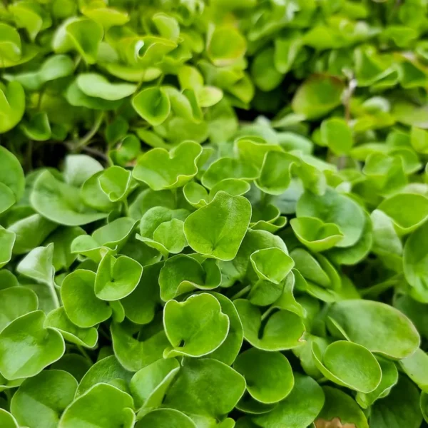Dichondra - Emerald
