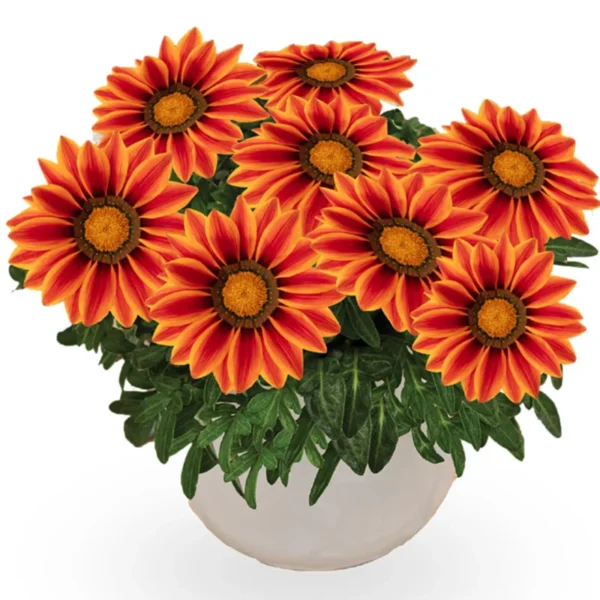 Gazania - Big Kiss Orange flame