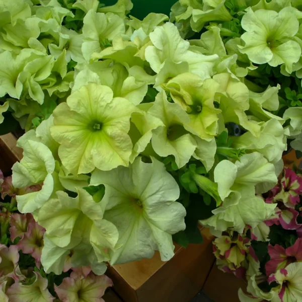 Petunia - Easy Wave Lime Green