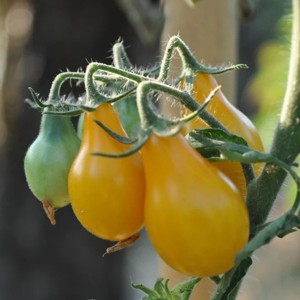 Tomate cerise bio - Poire jaune