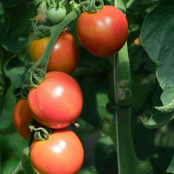 Tomate bio - Rose aimée