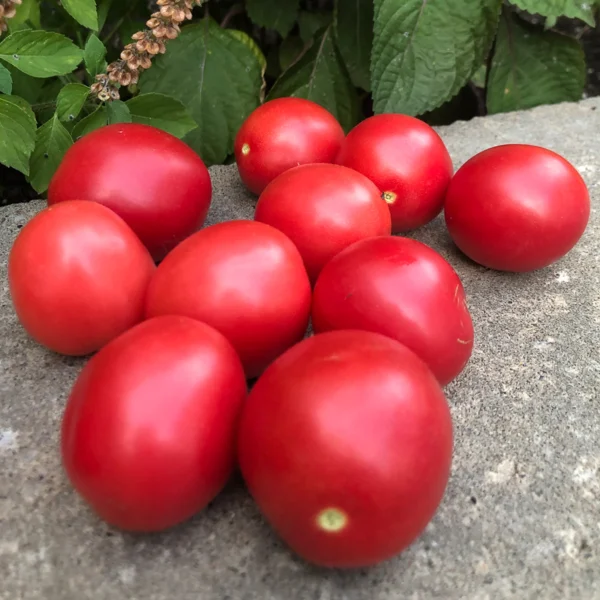 Tomate cocktail bio - Sibérienne rose