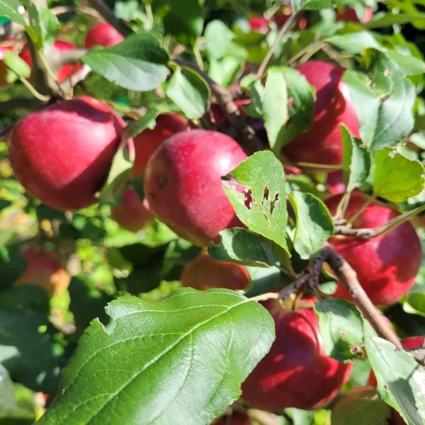 September Ruby Pommier - September Ruby - Vente de plants |Aux Jardins de la Bergère ...